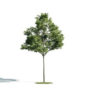 人面子景观树木