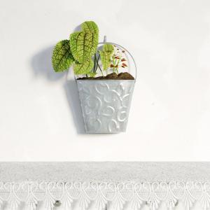 皱叶冷水挂墙花盆栽植物