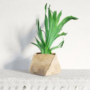 形似鸢尾盆栽植物