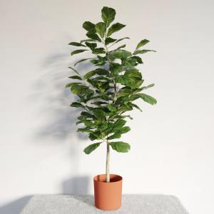 大琴叶榕盆栽植物