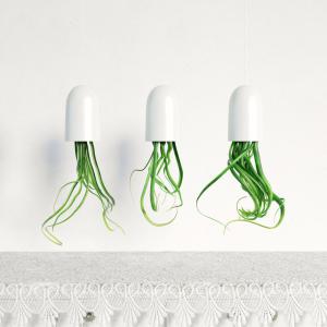 形似弹簧草的吊挂盆栽植物