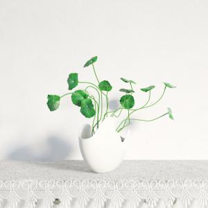 积雪草盆栽植物