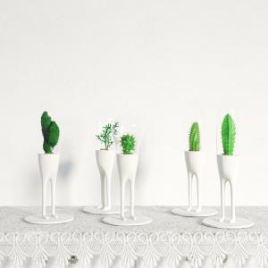 仙人球盆栽植物