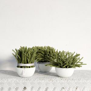 绿玉树盆栽植物