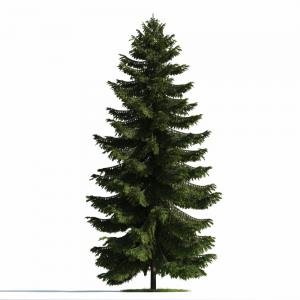 形似云杉景观树木