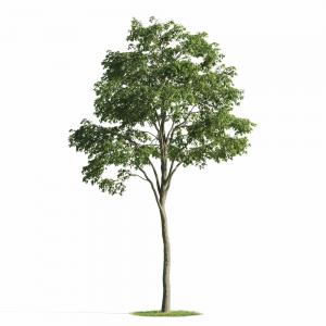 形似栾树的景观树木