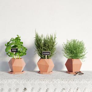 迷迭香、罗勒、百里香盆栽植物