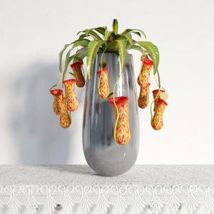 猪笼草盆栽花卉