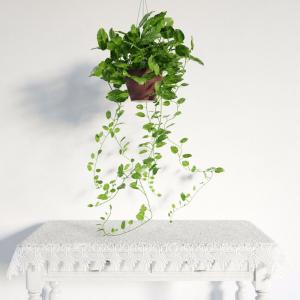 挂起的绿萝盆栽植物