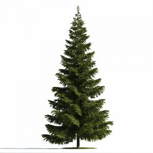 形似冷杉景观树木