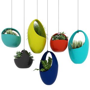 鸟巢蕨、多肉植物多色吊篮植物