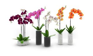 玫红色、粉红色、白色和桔红色蝴蝶兰花瓶花卉