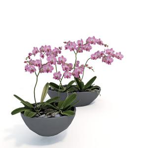 两盆、四株蝴蝶兰盆景植物