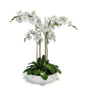 白蝴蝶兰盆景植物