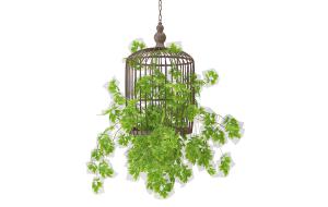 形似铁线蕨的鸟笼盆栽植物