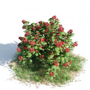 草丛中的灌木花卉