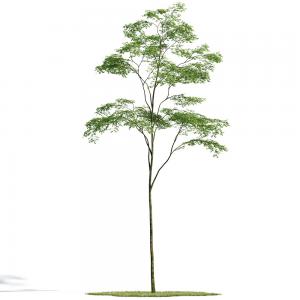 景观树木之楝树