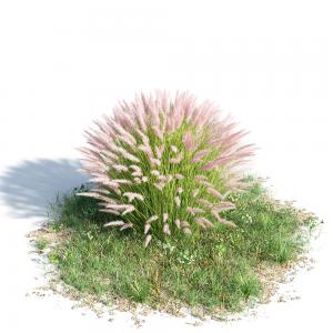 蒲苇灌木花卉植物