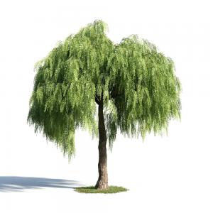 景观树木之绦柳树