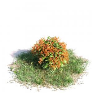 草丛中的橙红色灌木花卉