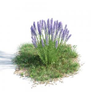 薰衣草灌木花卉