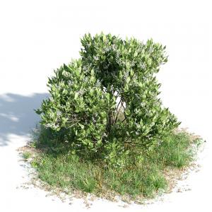 老鼠筋灌木绿植