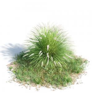 狼尾草灌木绿植