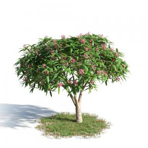 红鸡蛋花灌木花卉绿植