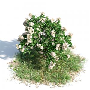 白玫瑰灌木花卉