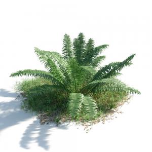 荚果蕨灌木绿植