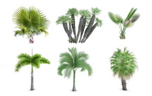 蒲葵、散尾葵、狐尾椰子热带灌木植物