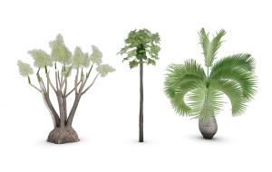 有类似葱花的植物、酒瓶椰子热带灌木绿植