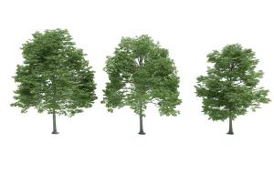 形似小叶榄仁的景观树木