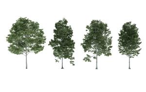 形似美洲椴景观树木