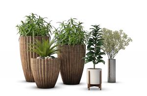 印度榕、圆锥石头花、苏铁盆栽植物