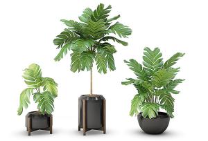 苜蓿蕉盆栽植物