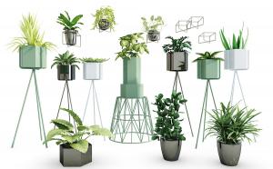 滴水莲、白掌、金钱蒲、芦荟盆栽植物