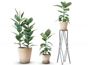 大小盆印度榕盆栽植物