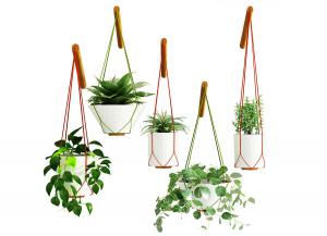 吊在木棍上的绿萝、芦荟吊篮植物