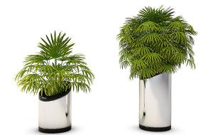 在不锈钢花盆中的棕竹盆栽植物