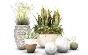 虎尾兰、灯心草盆栽植物