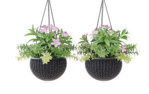 粉红色花卉、半球形吊篮植物