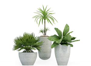 巢蕨、刺轴榈盆栽植物