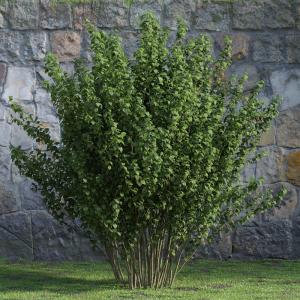 多株锦带花灌木绿植