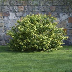 金叶风箱果灌木绿植