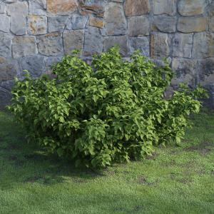 低矮的棣棠花灌木绿植