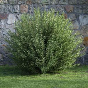 枝叶散开的球形刺柏灌木绿植