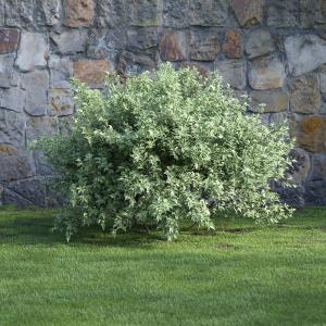 醉鱼草灌木绿植