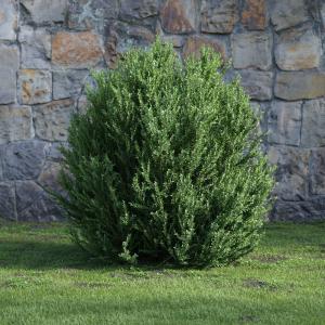 迷迭香灌木绿植