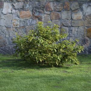 包创叶灌木绿植